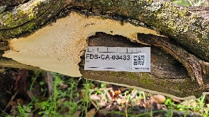  ( - FDS-CA-03433)  @11 [ ] by-nc (2024) Fresno Mycology Society Fungal Diversity Survey