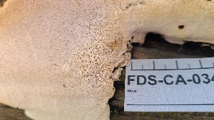  ( - FDS-CA-03433)  @11 [ ] by-nc (2024) Fresno Mycology Society Fungal Diversity Survey