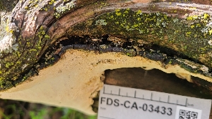  ( - FDS-CA-03433)  @11 [ ] by-nc (2024) Fresno Mycology Society Fungal Diversity Survey