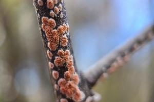  ( - FDS-CA-03436)  @11 [ ] by-nc (2024) Fresno Mycology Society Fungal Diversity Survey