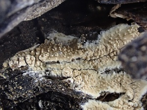  (Lyomyces sp. crustosus-CA01 - FDS-CA-01579)  @11 [ ] c (2024) Rudy Diaz Fungal Diversity Survey