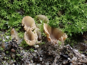  ( - FDS-CA-01574)  @11 [ ] c (2024) Rudy Diaz Fungal Diversity Survey