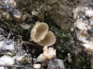  ( - FDS-CA-01574)  @11 [ ] c (2024) Rudy Diaz Fungal Diversity Survey