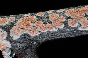  ( - FDS-CA-03436)  @11 [ ] by-nc (2024) Fresno Mycology Society Fungal Diversity Survey