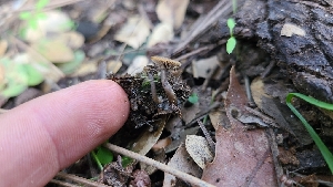  ( - FDS-CA-03438)  @11 [ ] by-nc (2024) Fresno Mycology Society Fungal Diversity Survey