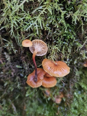  ( - FDS-CA-02173)  @11 [ ] by (2024) Mandy Hackney Fungal Diversity Survey