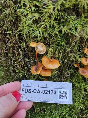  ( - FDS-CA-02173)  @11 [ ] by (2024) Mandy Hackney Fungal Diversity Survey