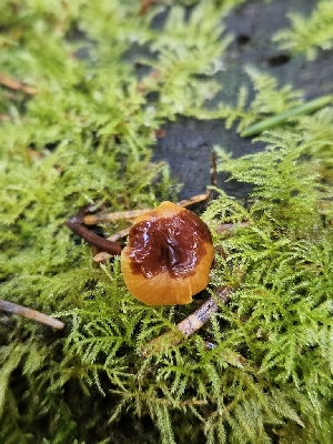  ( - FDS-CA-02173)  @11 [ ] by (2024) Mandy Hackney Fungal Diversity Survey