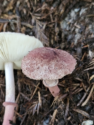  ( - FDS-CA-02169)  @11 [ ] by (2024) Mandy Hackney Fungal Diversity Survey