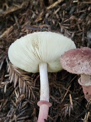  ( - FDS-CA-02169)  @11 [ ] by (2024) Mandy Hackney Fungal Diversity Survey