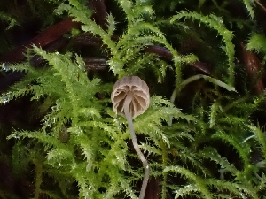  ( - FDS-CA-02166)  @11 [ ] by (2024) Mandy Hackney Fungal Diversity Survey