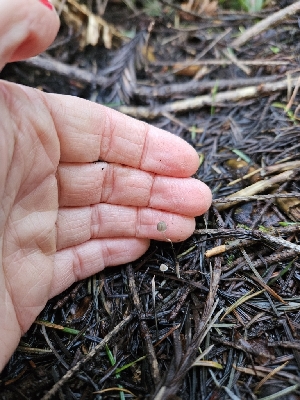  ( - FDS-CA-02166)  @11 [ ] by (2024) Mandy Hackney Fungal Diversity Survey
