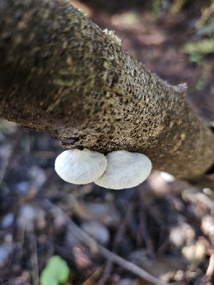  ( - FDS-CA-02172)  @11 [ ] by (2024) Mandy Hackney Fungal Diversity Survey