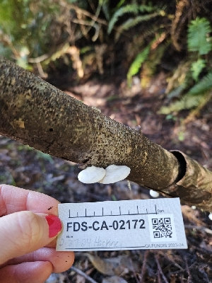  ( - FDS-CA-02172)  @11 [ ] by (2024) Mandy Hackney Fungal Diversity Survey