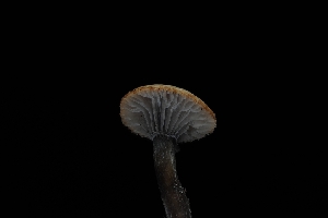  ( - FDS-CA-03438)  @11 [ ] by-nc (2024) Fresno Mycology Society Fungal Diversity Survey