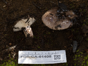  ( - FDS-CA-01408)  @11 [ ] by-nc (2024) Stu Pickell Fungal Diversity Survey