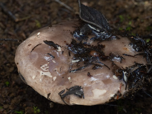  ( - FDS-CA-01408)  @11 [ ] by-nc (2024) Stu Pickell Fungal Diversity Survey