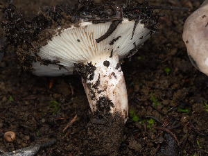  ( - FDS-CA-01408)  @11 [ ] by-nc (2024) Stu Pickell Fungal Diversity Survey
