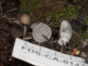  ( - FDS-CA-01431)  @11 [ ] by-nc (2024) Stu Pickell Fungal Diversity Survey