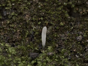  (Clavaria californica - FDS-CA-01433)  @11 [ ] by-nc (2024) Stu Pickell Fungal Diversity Survey