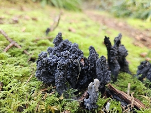  ( - FDS-CA-02164)  @11 [ ] by (2024) Mandy Hackney Fungal Diversity Survey