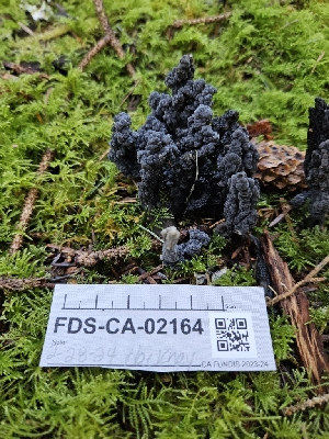  ( - FDS-CA-02164)  @11 [ ] by (2024) Mandy Hackney Fungal Diversity Survey