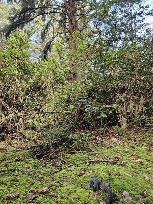  ( - FDS-CA-02164)  @11 [ ] by (2024) Mandy Hackney Fungal Diversity Survey