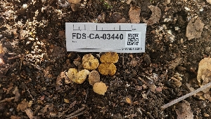  (Xerocomellus - FDS-CA-03440)  @11 [ ] by-nc (2024) Fresno Mycology Society Fungal Diversity Survey
