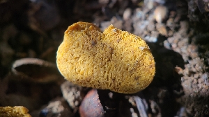  ( - FDS-CA-03440)  @11 [ ] by-nc (2024) Fresno Mycology Society Fungal Diversity Survey