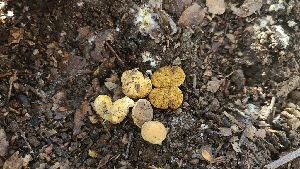  ( - FDS-CA-03440)  @11 [ ] by-nc (2024) Fresno Mycology Society Fungal Diversity Survey