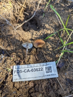  ( - FDS-CA-03622)  @11 [ ] by-nc (2024) Stu Pickell Fungal Diversity Survey