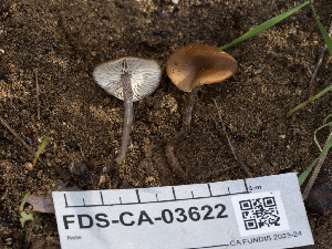  ( - FDS-CA-03622)  @11 [ ] by-nc (2024) Stu Pickell Fungal Diversity Survey