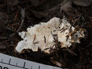  ( - FDS-CA-03626)  @11 [ ] by-nc (2024) Stu Pickell Fungal Diversity Survey