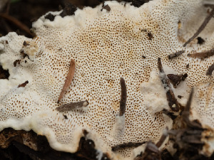  ( - FDS-CA-03626)  @11 [ ] by-nc (2024) Stu Pickell Fungal Diversity Survey