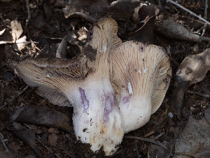  ( - FDS-CA-03625)  @11 [ ] by-nc (2024) Stu Pickell Fungal Diversity Survey