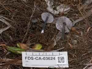  ( - FDS-CA-03624)  @11 [ ] by-nc (2024) Stu Pickell Fungal Diversity Survey