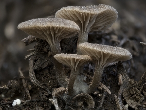  (Entoloma sp. CA57 - FDS-CA-03629)  @11 [ ] by-nc (2024) Stu Pickell Fungal Diversity Survey