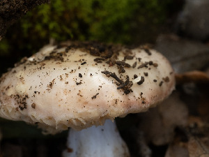  ( - FDS-CA-03619)  @11 [ ] by-nc (2024) Stu Pickell Fungal Diversity Survey
