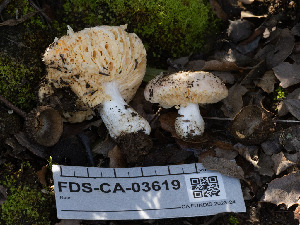  (Russula sp. CA20 - FDS-CA-03619)  @11 [ ] by-nc (2024) Stu Pickell Fungal Diversity Survey