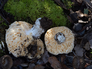  ( - FDS-CA-03619)  @11 [ ] by-nc (2024) Stu Pickell Fungal Diversity Survey