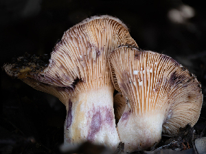  ( - FDS-CA-03625)  @11 [ ] by-nc (2024) Stu Pickell Fungal Diversity Survey