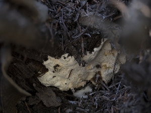  ( - FDS-CA-03626)  @11 [ ] by-nc (2024) Stu Pickell Fungal Diversity Survey
