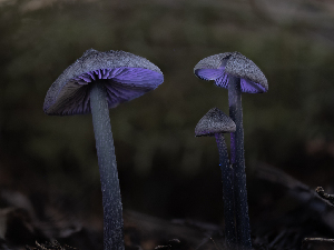  ( - FDS-CA-03624)  @11 [ ] by-nc (2024) Stu Pickell Fungal Diversity Survey