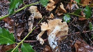  ( - FDS-CA-00438)  @11 [ ] by-nc (2024) Thea Chesney Fungal Diversity Survey