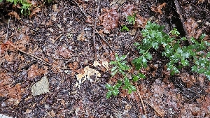  ( - FDS-CA-00438)  @11 [ ] by-nc (2024) Thea Chesney Fungal Diversity Survey