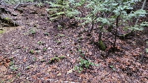  ( - FDS-CA-00438)  @11 [ ] by-nc (2024) Thea Chesney Fungal Diversity Survey