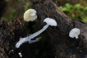  ( - FDS-CA-00901)  @11 [ ] by-nc (2024) Taye Bright Fungal Diversity Survey