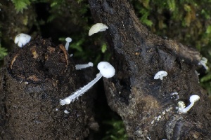  ( - FDS-CA-00901)  @11 [ ] by-nc (2024) Taye Bright Fungal Diversity Survey