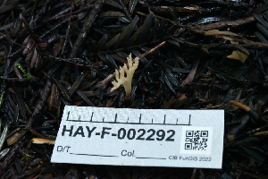  (Ramariopsis sp. CA07 - HAY-F-002292)  @11 [ ] by-nc (2023) Thea Chesney Fungal Diversity Survey
