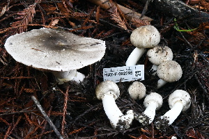  ( - HAY-F-002295)  @11 [ ] by-nc (2023) Thea Chesney Fungal Diversity Survey